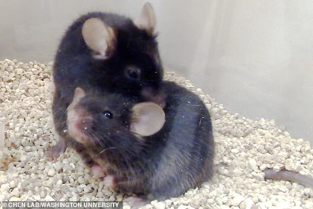 The mice engage in grooming behavior, experiencing a phenomenon the researchers call pleasant touch.  The findings could potentially help scientists better understand and treat disorders characterized by avoidance of touch and impaired social development.
