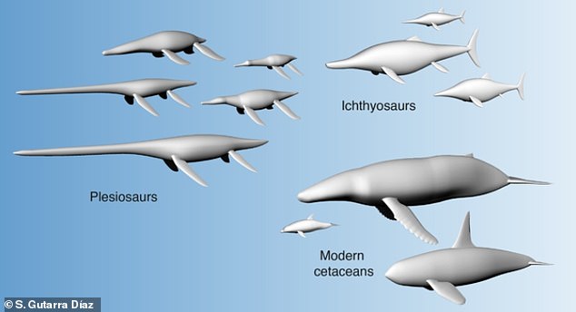 Pictured are 3D models of aquatic tetrapods, including the extinct plesiosaurs and ichthyosaurs