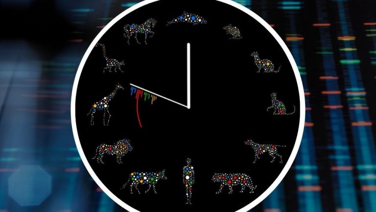 DNA Mutation Time Bombs May Dictate When Animals Die