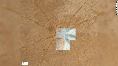 Fossilized Spiders Are Rare, But Conditions In This Rock Formation In France Were Perfect