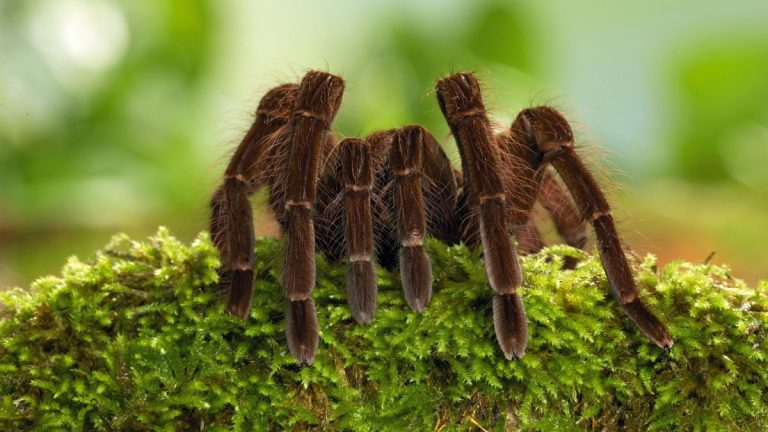 What is the largest arachnid that has ever lived?